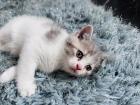2 BKH kitten