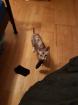 Junge Sphynx Katze sucht liebevolles zuhause