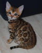 Atemberaubende Bengal - Kitten