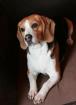 Erwarten anfang Januar typvolle Beaglewelpen m. Papieren