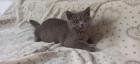 BKH Kitten Katerchen