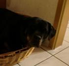 Liebevolle rottweiler hündin zu verschenken