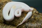 Diverse Pied / het. Pied Jungtiere suchen noch ein neues Zuhause