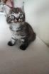 Ragdoll Main Coon Jungs suchen Zuhause
