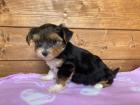 RESERVIERT Raffia - Yorkie-Mix - lieb verspielt