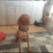 Karli sucht dringend ein neues Zuhause
