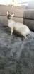 Sphinx Katze / sphynx kater