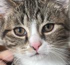 Kater sucht ein Zuhause