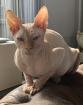 Don Sphinx Deckkater