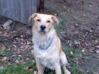 Labrador-Goldi-Mix