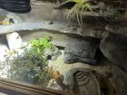 Terrarium mit 3 Leopardgeckos -vollausgestattet Zubehör