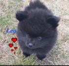 Pomeranian Kleinspitz