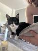 Katze sucht zuhause