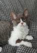 Selkirk Rex Kitten männlich