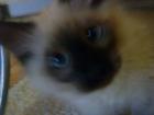 Thai- / Maine Coon Kitten abzugeben