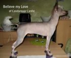 Sphynx Kater sucht neues zu Hause