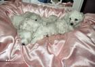 Maltipoo Welpen Toypudel Malteser 1 Rüde 6 Hündinnen