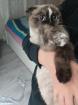 Weibliche Katze
