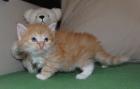 Arsinoe s Sibirische Katzen