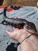 Blauzungenskink mit komplettem Zubehör nur ohne Terrarium