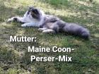 Maine Coon-Perser-Mix Kitten