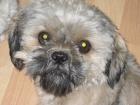 Shi Tzu Deckrüde