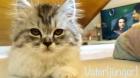 BKH/Perser Kitten