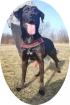BUKSI 3 - 56 cm - LABRADOR MISCHLINGSHÜNDIN aus dem Tierschutz