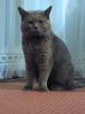Kater sucht Katze in Berlin