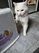 Reinrassiger BKH Deckkater