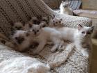 Zauberhafte Heilige Birmababys suchen Dich