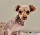 Sparta - lieb ruhig sozial - Yorkshire-Terrier-Mischling