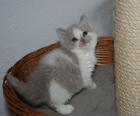Echte Selkirk Rex Katzen die mit dem Schäfchenfell besondere Katzen für Be