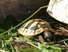 Griechische Landschildkröten Thb. un Thh. kleinbleibende Unterart aus dem westlichen Mittelmeerr