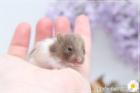 Zauberhafte zahme Goldhamster und Teddyhamster Jungtiere