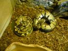 Königspython het. Albino Zuchtgruppe