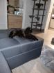 Deckkater scottish fold