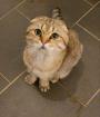 Scotish fold Kater