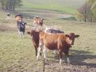Helfen Sie mit Colostrum bekannt zu machen