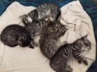 Kitten suchen ein neues Zuhause