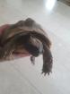 Griechische Landschildkröten w 2008