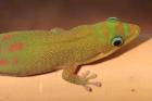 Phelsuma laticauda-Geckos Paar 80 EUR mit Terrarium möglich
