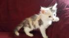 Langhaariges Türkisch Angora Mix Kitten weibl. Glückskätzchen
