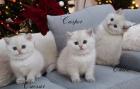 Reinrassige BKH Kitten mit Stammbaum