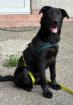 Nero - ein liebenswertes edles Hundekind
