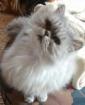 Katze Molly sucht liebevolles Zuhause