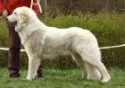 Pyrenean berghund welpen