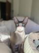 Deckkater