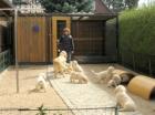 Drei Golden Retriever Welpen zu vergeben