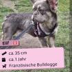 Elif Französische Bulldogge weibchen ca. 1 Jahr